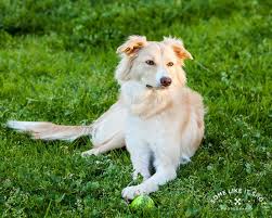 Check spelling or type a new query. Wynnie Gold White Border Collie Ee Red White Border Collie Red Border Collie Pretty Dogs