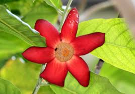 Image result for Uvaria