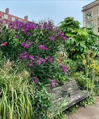 Image result for Vernonia undulata