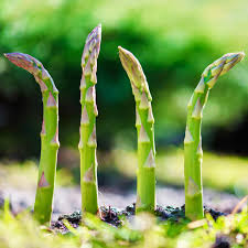 Image result for Asparagus petersianus