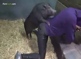 Zoophilli avec 1 cochon comment geler le cerveau d'une chèvre. Une Belle Garce Baise Avec Des Cochons Et Des Dogs Zoophilia Porn Zoophilia Porn With Dog At Madnessporn