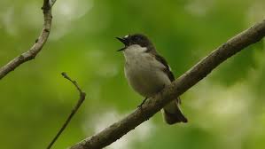 Tips membedakan decu kembang jantan dan betina, decu kembang jantan memiliki warna bulu itam pekat warna burung decu betina untuk pikat pejantan agar mw bunyi #kicaumania #pecintaburung. Kicau Burung Sikatan Belang Decu Kembang Youtube