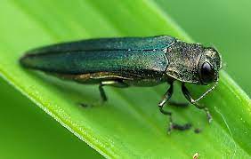 Maybe you would like to learn more about one of these? How To Control Emerald Ash Borers In The Yard And Garden