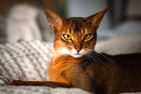 Koperkat abyssinians, cats & kittens. Adorable Cats With Big Ears