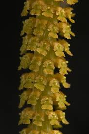 Image result for Oberonia