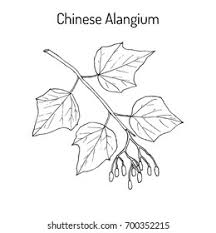 Image result for Alangium chinense