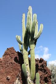 Its easy to see how it got its other name peruvian i have experimented with different soil planting preparations and this has seemed to make a big difference for growth and fruiting. Pachycereus Pecten Aboriginum Wikipedia