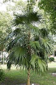 Image result for Coccothrinax argentea