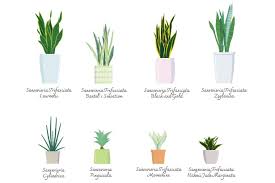 サンスベリア の 種類