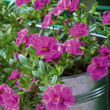We did not find results for: How To Create A Hanging Basket Display Australian Handyman Magazine