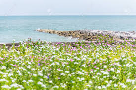 4625 n ocean dr, fort lauderdale, united states. Flower Garden By The Sea Thailand Stock Photo Picture And Royalty Free Image Image 115920115