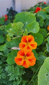 Image result for Geigeria schinzii