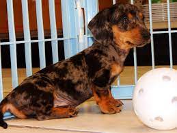 Charleston Wv Craigslist Pets