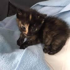 5 out of 5 stars (243) 243 reviews $ 36.86. Help I Found A Newborn Kitten Now What Pawmetto Lifeline