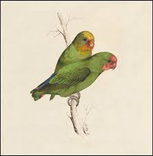 Illustrations Of The Family Of The Psittacidae Or Parrots Lear S Parrots The Prequel Con Imagenes Ilustraciones Gabinetes De Curiosidades Arte