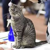 Chat de gouttière — Wikipédia