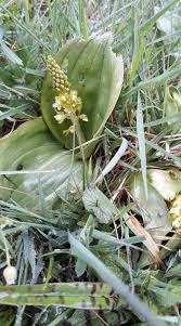 Image result for Orthochilus mechowii