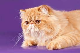 Rip Grumpy Cat The Science Behind The Feline S Famous Frown Iflscience