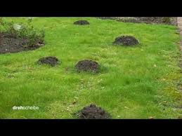 Maulwurf Plage In Schrebergarten Youtube Schrebergarten Maulwurf Vertreiben Garten