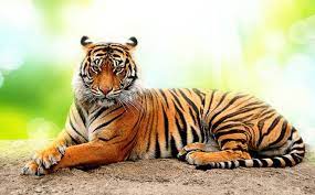 The philippines is a country that is known for its yummy fruits and beautiful beaches we have made philippine trivia questions and answers for the people who love philippine Quiz How Much Do You Know About The Proud Tiger Trivia Quizzes Quizzes