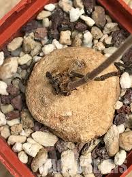 Image result for Raphionacme globosa