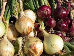 Our cipolline range from 1 to 3 in diameter. Dirty Fingernails Everything You Wanted To Know About Growing Onions Local News Ravallirepublic Com