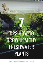 7 Tips How To Grow Healthy Freshwater Plants In Your Planted Aquarium Freshwater Plants Planted Aquarium Freshwater Aquarium Plants