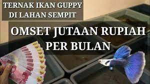 Sep 09, 2020 · cara budidaya ikan guppy di ember dan aquarium. Omset Jutaan Rupiah Ternak Ikan Guppy Di Lahan Sempit By Eri Guppy