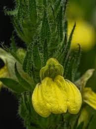 Image result for Justicia flava