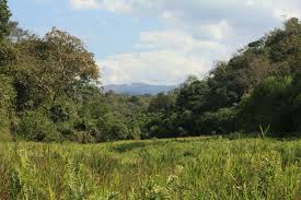 Image result for Sericanthe chimanimaniensis