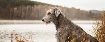 Collection by brian duffy • last updated 5 days ago. Irish Wolfhound Petplace