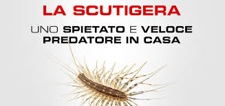 Un Veloce E Spietato Predatore In Casa La Scutigera Millepiedi