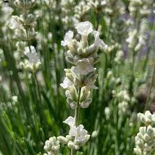 Image result for Antizoma angustifolia