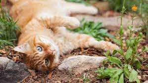 They keep the cats away all right, but they smell much worse than the cat smell. Not Here Kitty Kitty The Humane Society Of The United States