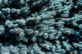 We did not find results for: Blue Conifer Tree Free Stock Photo Picjumbo