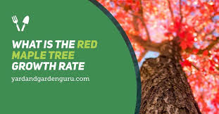 Maybe you would like to learn more about one of these? What Is The Red Maple Tree Growth Rate