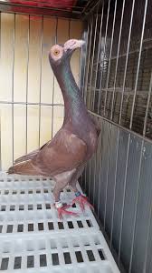 French,German, English Carrier In Kinondoni - Birds, Sospeter Haule |  Jiji.Co.Tz