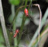 Borealis but is an introduced species found mainly in southeastern and southwestern coastal states. Oklahoma Spiders Photo Gallery By Mark Dreiling At Pbase Com
