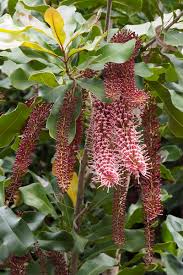 Image result for Macadamia aff. integrifolia