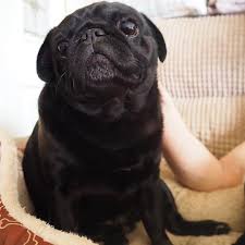 a friend a companion i love you lol carlin pug dog chien doguillo baby adorable pug obsessed pugs pug puppies