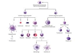 Bone Marrow Structure Function Diseases And More