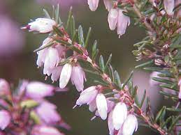 A very attractive heather, with flowers in long colourful racemes ( not as widely available as the others). Erica Wikipedia