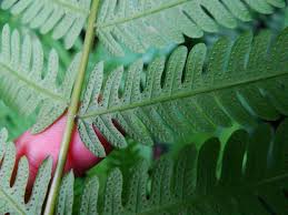 Image result for Pseudocyclosorus