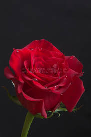 167 watchers19.1k page views63 deviations. Beautiful Red Rose With Rain Drops Close Up Stock Image Image Of Botanical Elegant 37916013