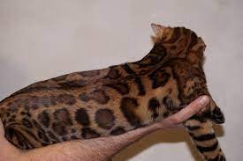 for sale a beautiful male bengal kitten orion bengalskie kotyata kotyata bengalskaya koshka