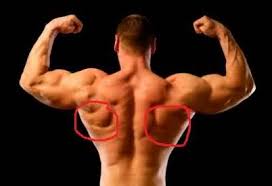 Your lower back, while not the most glamorous group of muscles,. Top Muscles Used During Climbing Strengthen Them With Rock Climbing Bands
