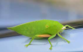 Green june beetles are notably different in appearance than other june bug species. Katydid Leaf Bug Photos Thriftyfun
