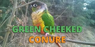 green cheek conure guide lifespan price care diet and more