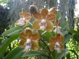 Check spelling or type a new query. Vanda Denisoniana X V Mimi Palmer Mohd Anuar Abd Halim Flickr