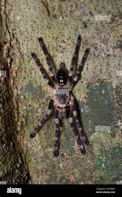 Image result for Centema subfusca